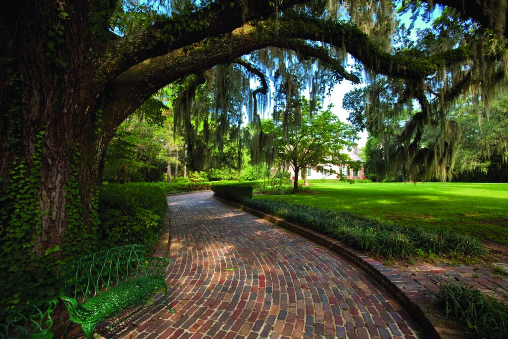 Brick walkway with oak trees shading the path in Maclay Gardens, a park located in Northeast Tallahassee