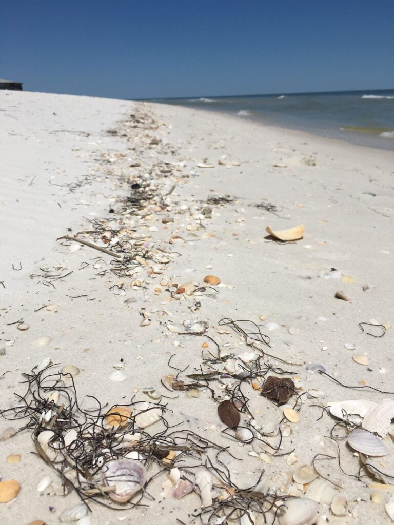 Dog Island beach near Tallahassee sea shells