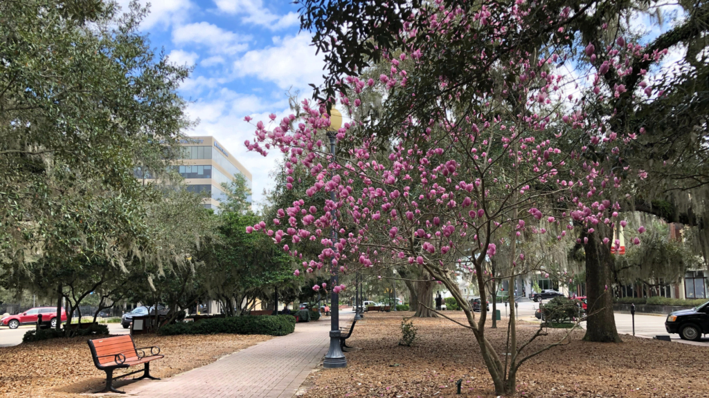 Image of spring in Tallahassee.