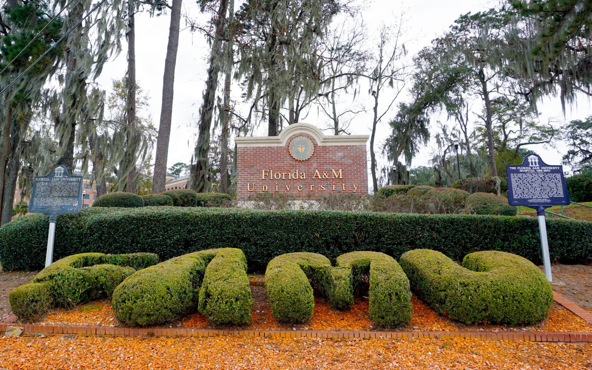 FAMU Adams Street Hedge Work
