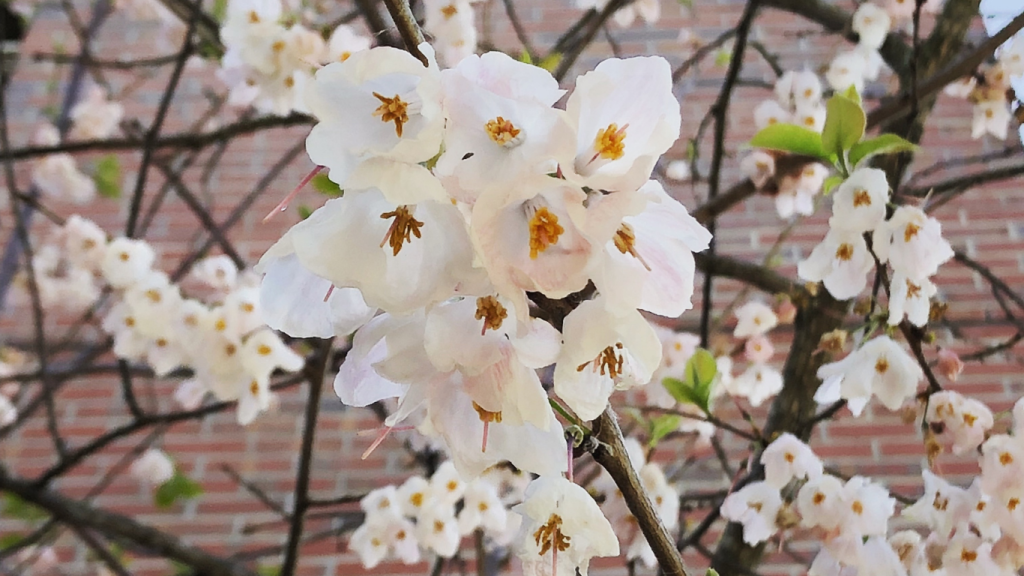 Flowers in Tallahassee Florida