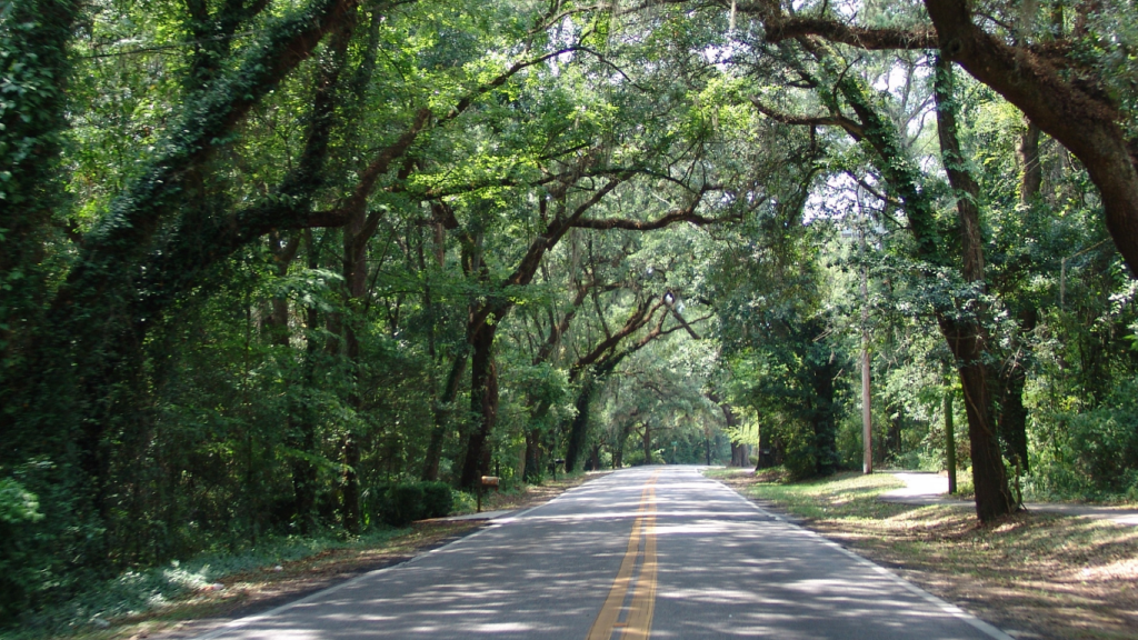 Canopy tree-lined road in Tallahassee